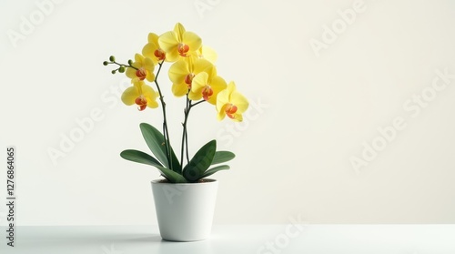 Wallpaper Mural Yellow Orchid in White Flower Pot - High Definition Photo Torontodigital.ca