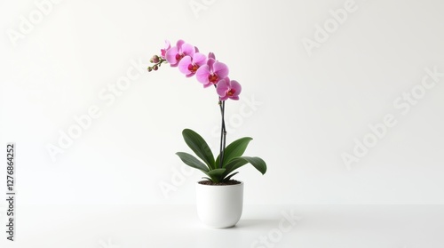 Wallpaper Mural Pink Orchid in White Flower Pot - High Definition Photo Torontodigital.ca