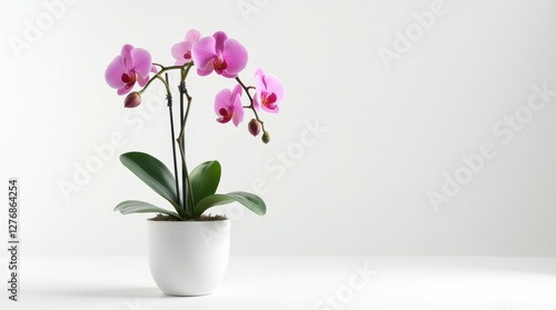 Wallpaper Mural Pink Orchid in White Flower Pot - High Definition Torontodigital.ca