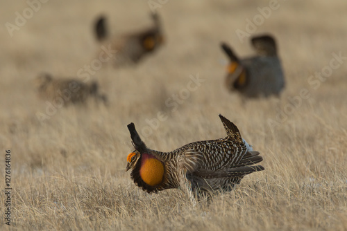 Canvas Print Greater Prairie Chicken, Tympanuchus cupido displaying in Minnesota