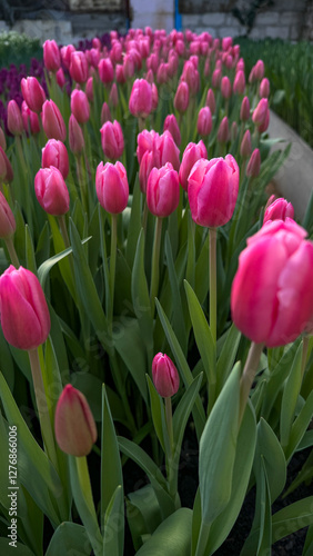Pink tulips grown in a greenhouse for spirng celebrations