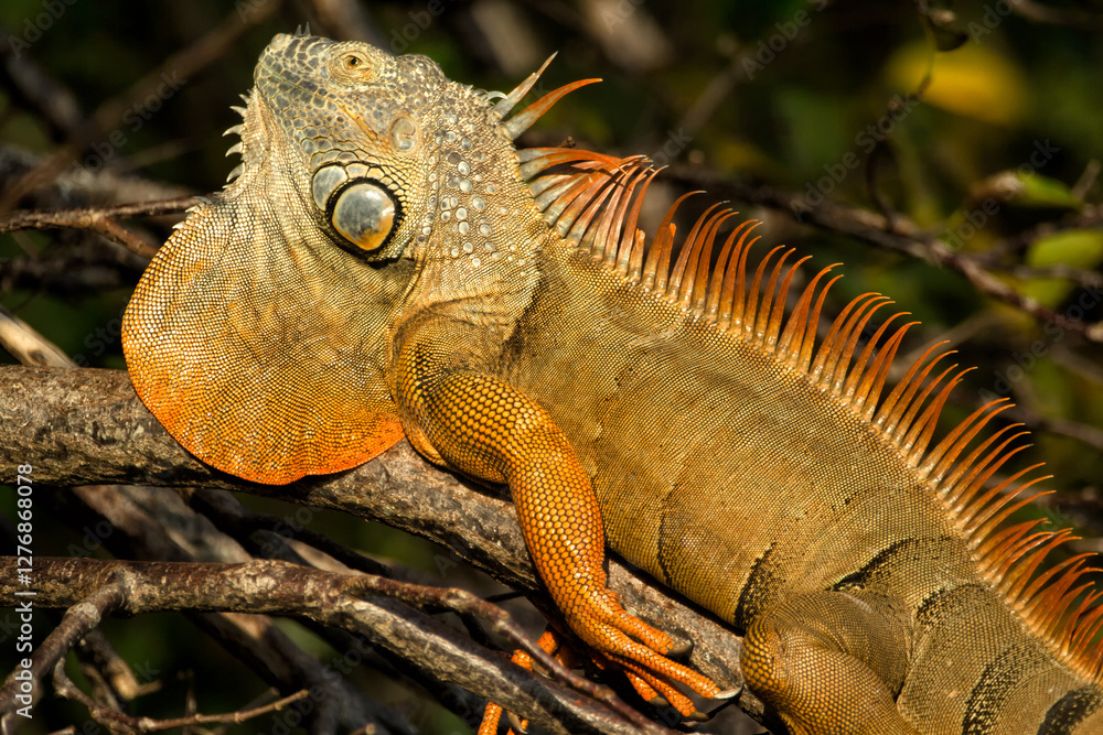 Iguana, displaying male, taken in wild, in Florida. Iguana, displaying male, taken in wild, in Florida.