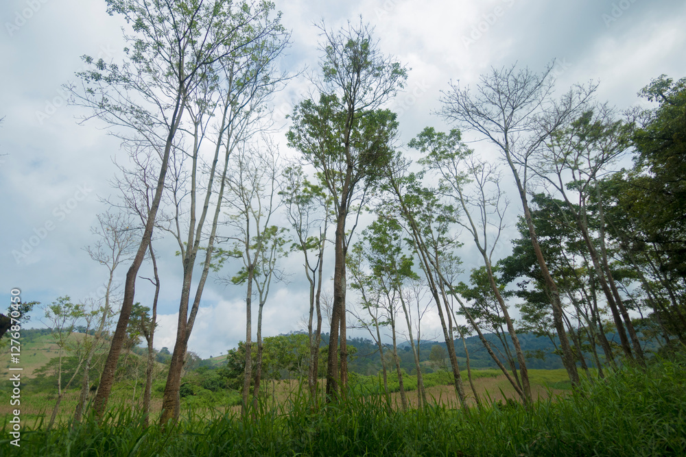 Obraz premium green grass and blue sky