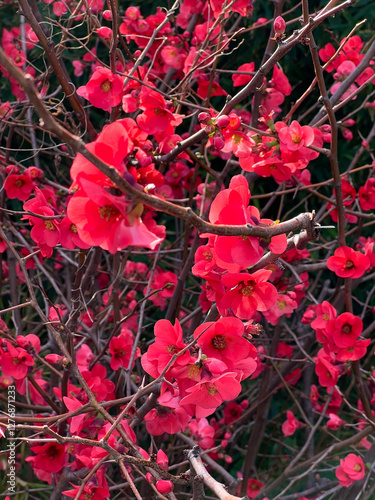 Close up of a flowering branch of the japanese dwarf flowering quince.- jamaica plain, massachusetts. photo