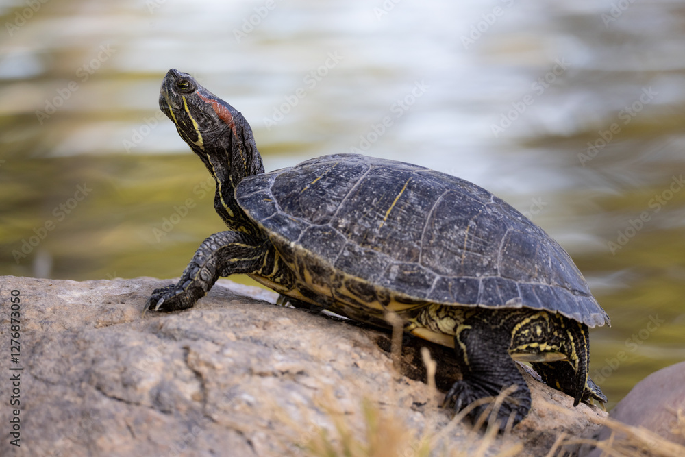 Red-eared slider, Trachemys scripta elegans in Arizona. Red-eared slider, Trachemys scripta elegans in Arizona.