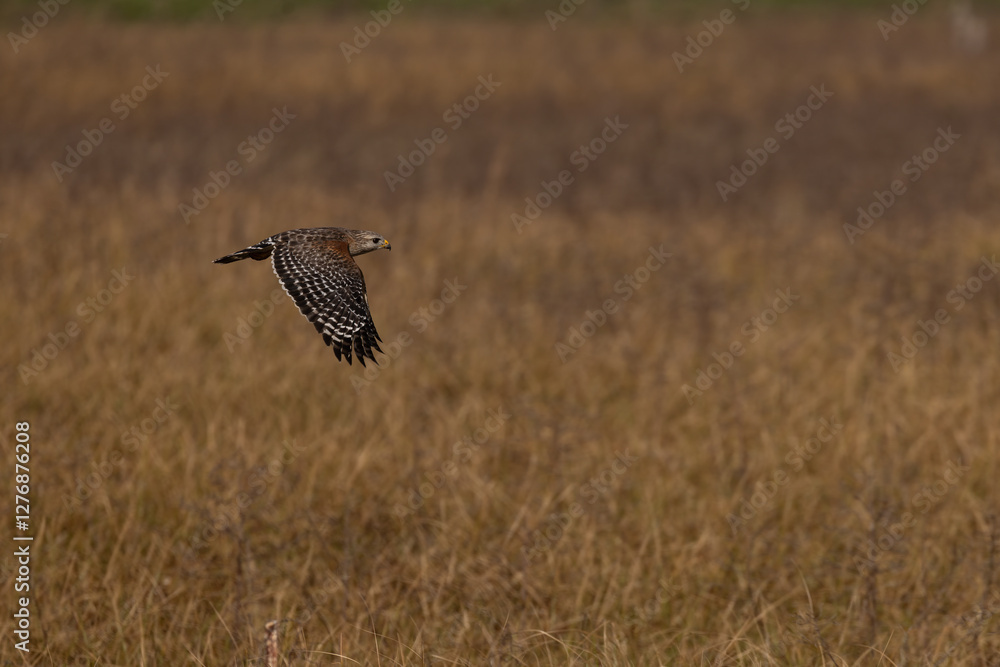 Red-shouldered hawk, Buteo lineatus extimus in Florida. Red-shouldered hawk, Buteo lineatus extimus in Florida.