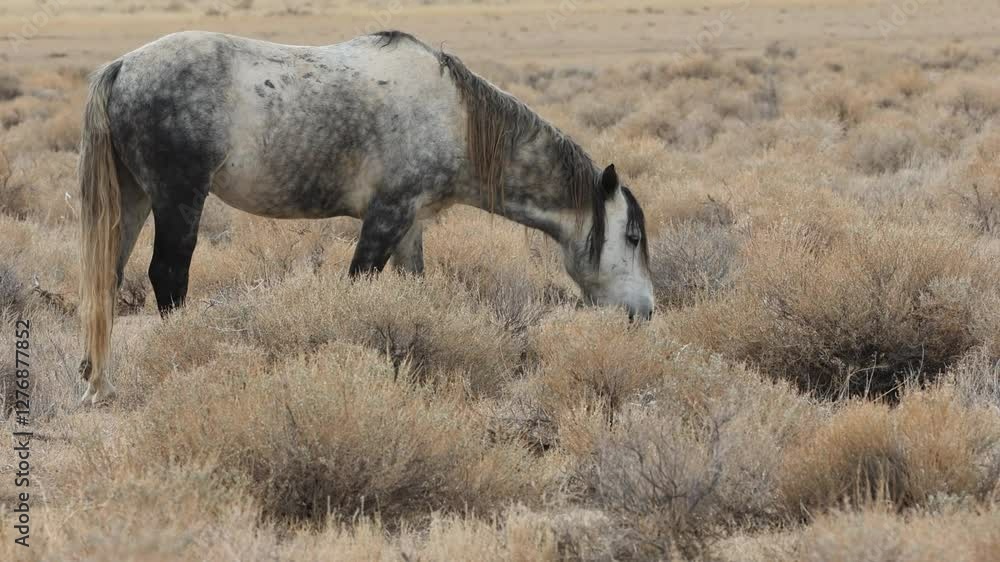 A blue roan mustang mare grazing in the northern Nevada high desert just outside the Pyramid Lake Reservation in Washoe County. A blue roan mustang mare grazing in the northern Nevada high desert just outside the Pyramid Lake Reservation in Washoe County.