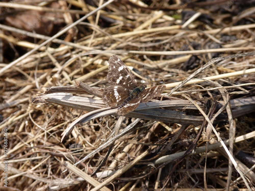 A butterfly with intricate patterns sits on dried grass, blending seamlessly into its surroundings. Natural sunlight highlights its delicate wings against the earthy backdrop. A butterfly with intricate patterns sits on dried grass, blending seamlessly into its surroundings. Natural sunlight highlights its delicate wings against the earthy backdrop.