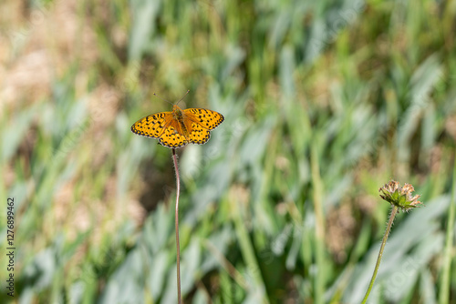 Dark Green Fritillary resting with its wings open. The Dark Green Fritillary (Argynnis aglaja).  photo