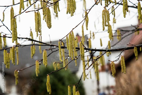 Spring Awakening – Catkins on Tree Branches. A close-up view of tree branches covered in yellow-green catkins, signaling the arrival of spring. The delicate catkins hang from the thin branches, creati photo