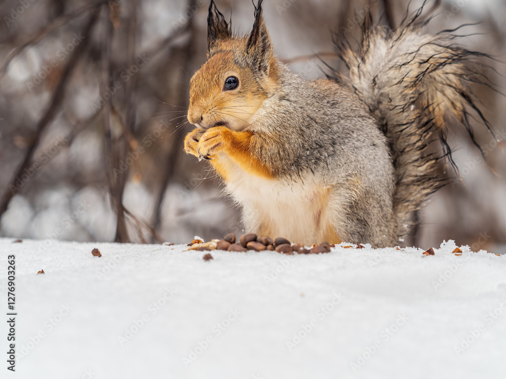 Fototapeta premium The squirrel in winter sits on white snow.