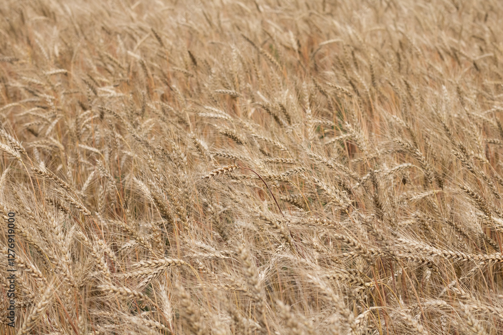 Ears of wheat, field fragment, background Ears of wheat, field fragment, background