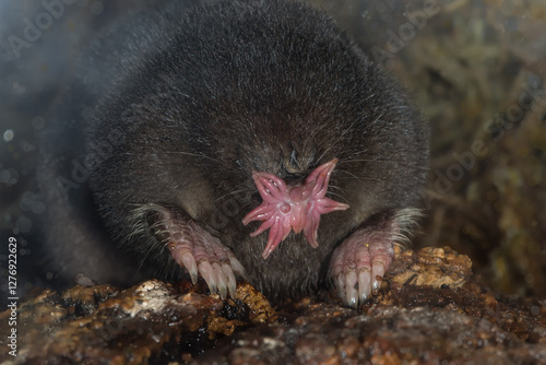 Fotografie Star-nosed mole, Condylura cristata, taken in Minnesota.