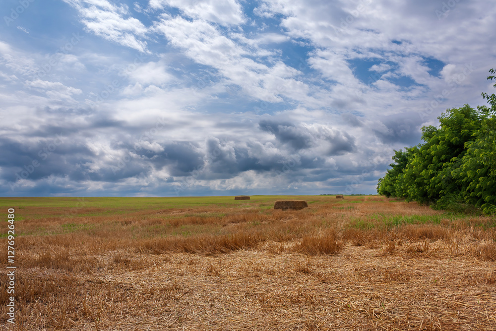 Harvested field with hay bales under a dramatic cloudy sky
Harvested field with hay bales under a dramatic cloudy sky