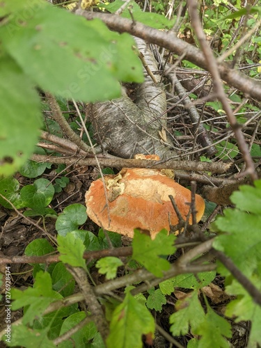 Leccinum versipelle mushroom in dense deciduous forest photo