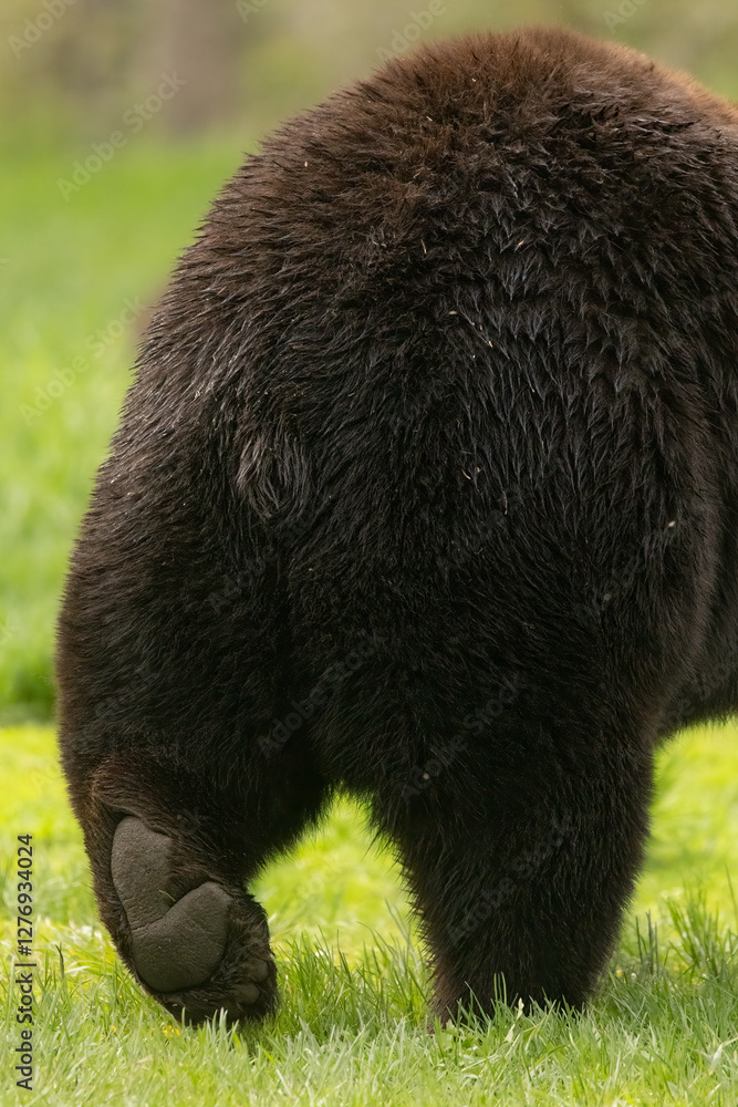 Fototapeta premium American Black bear, Ursus americanus walking away in northern woods of Minnesota.
