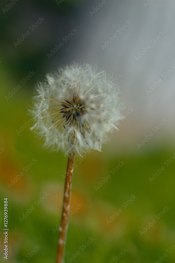 Fototapeta premium Diente de Leon 