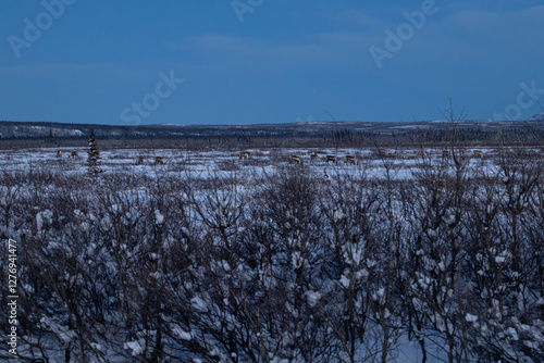Caribou eating plants in field with a little snow