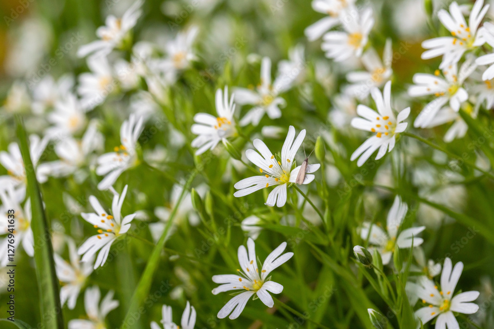 White Wildflowers in Bloom Amidst Lush Greenery White Wildflowers in Bloom Amidst Lush Greenery