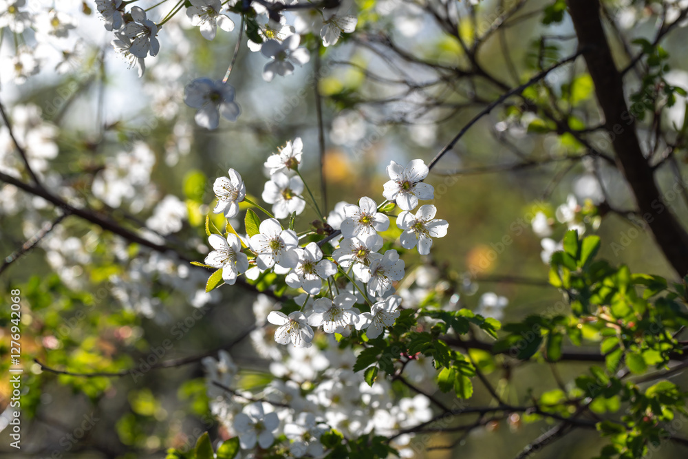Beautiful White Blossoms on Tree Branches in Springtime Sunlight Beautiful White Blossoms on Tree Branches in Springtime Sunlight