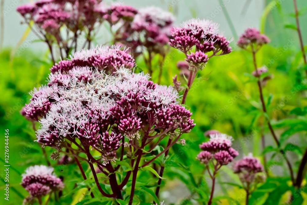 Fototapeta premium Eupatorium cannabinum, Hemp-agrimony, holy rope
