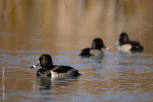 Male, Ring-necked Duck, Aythya colaris in Arizona.