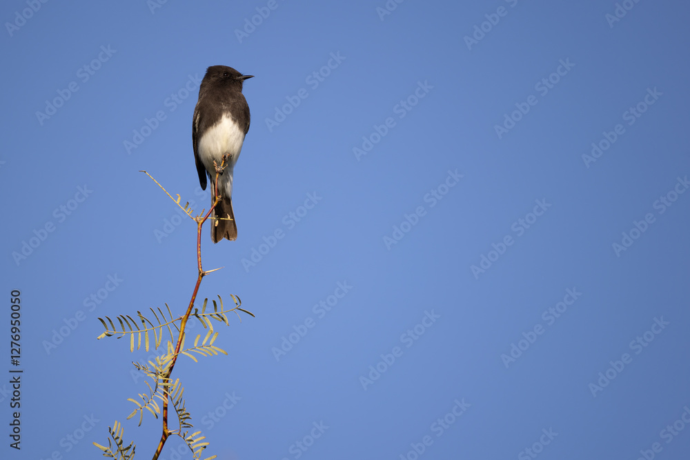 Black phoebe, Sayornis nigricans, perched in Arizona.