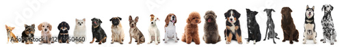 Photography Adorable dogs of different sizes in row on white background, from smallest to la