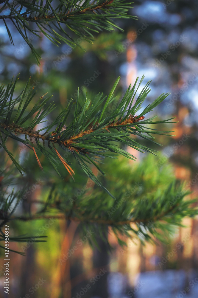 Obraz premium branches of a pine