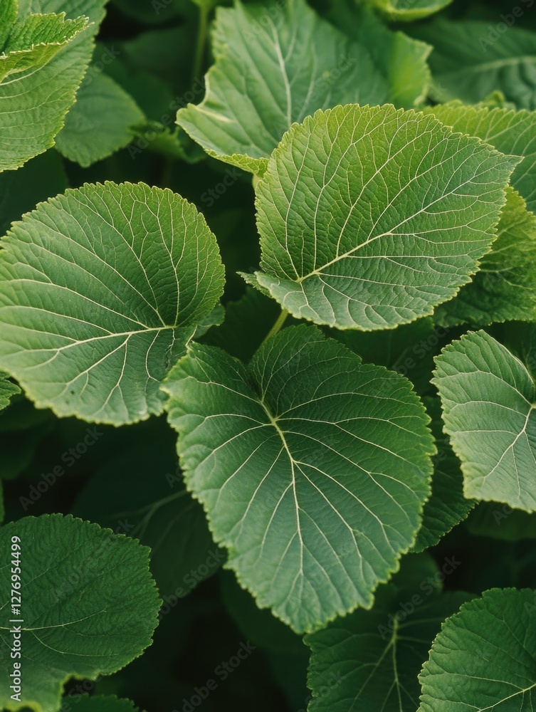 Close-up image of green leafy plant with multiple leaves. Close-up image of green leafy plant with multiple leaves.