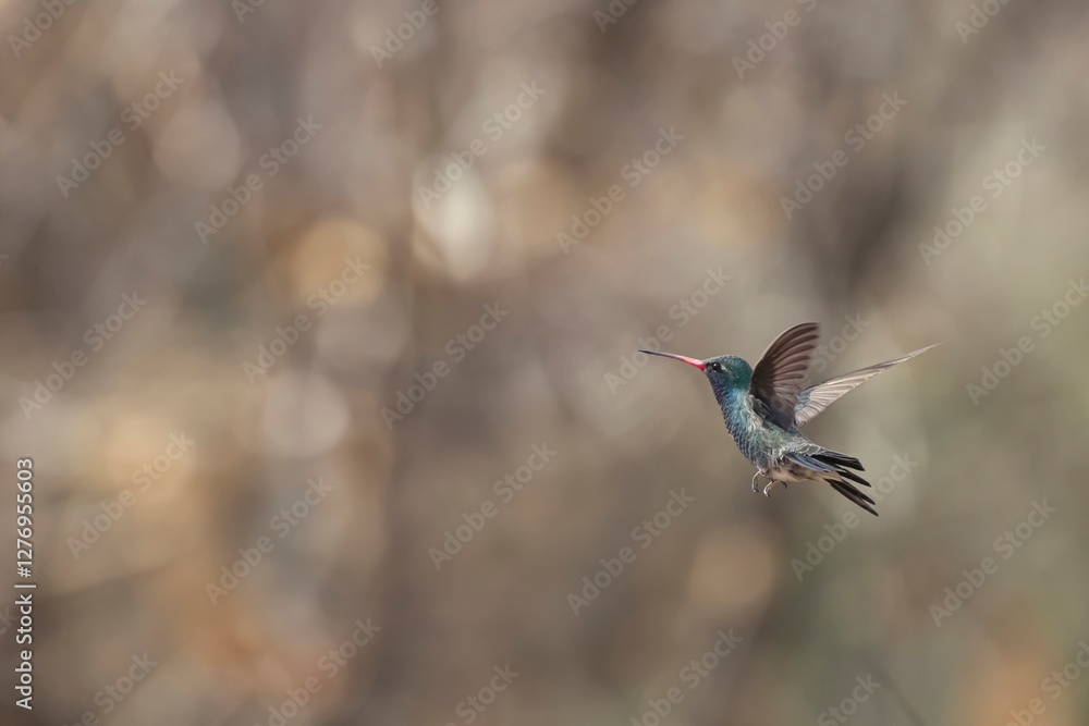 Obraz premium Lucifer's hummingbird in flight 