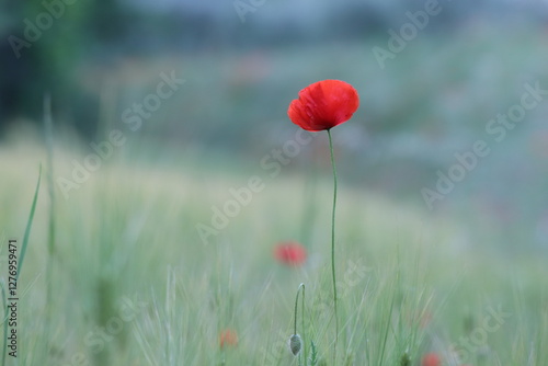 Konstfotografi fiori di papavero in primavera
