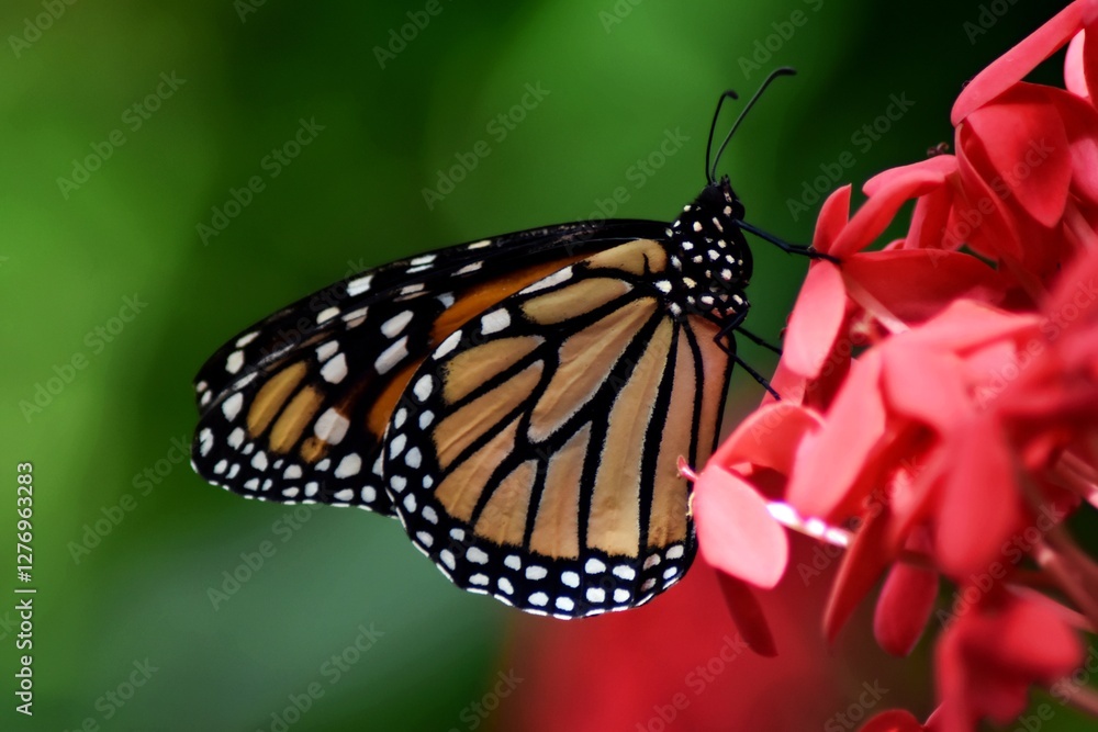 Fototapeta premium monarch butterfly on flower