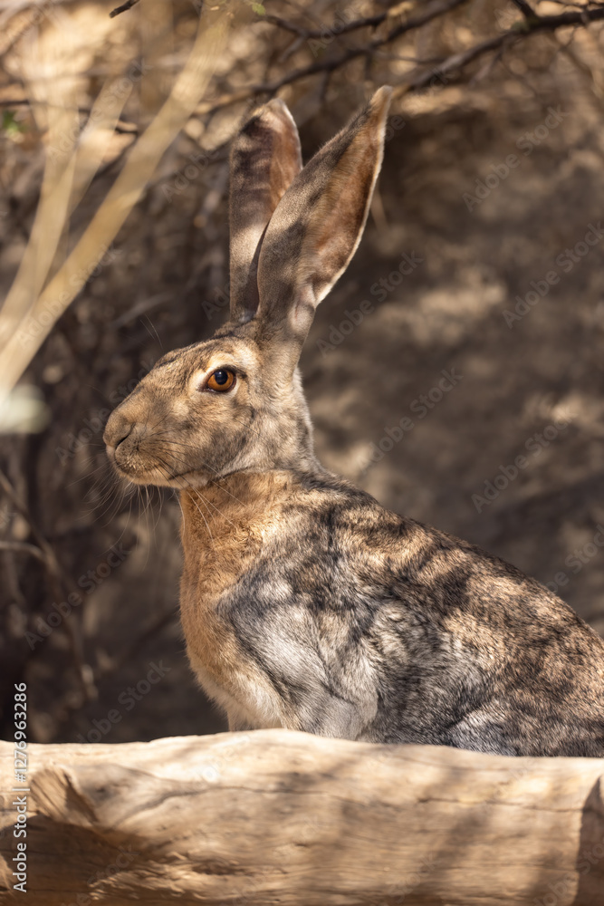 Fototapeta premium Antelope jackrabbit, Lepus alleni in Arizona.