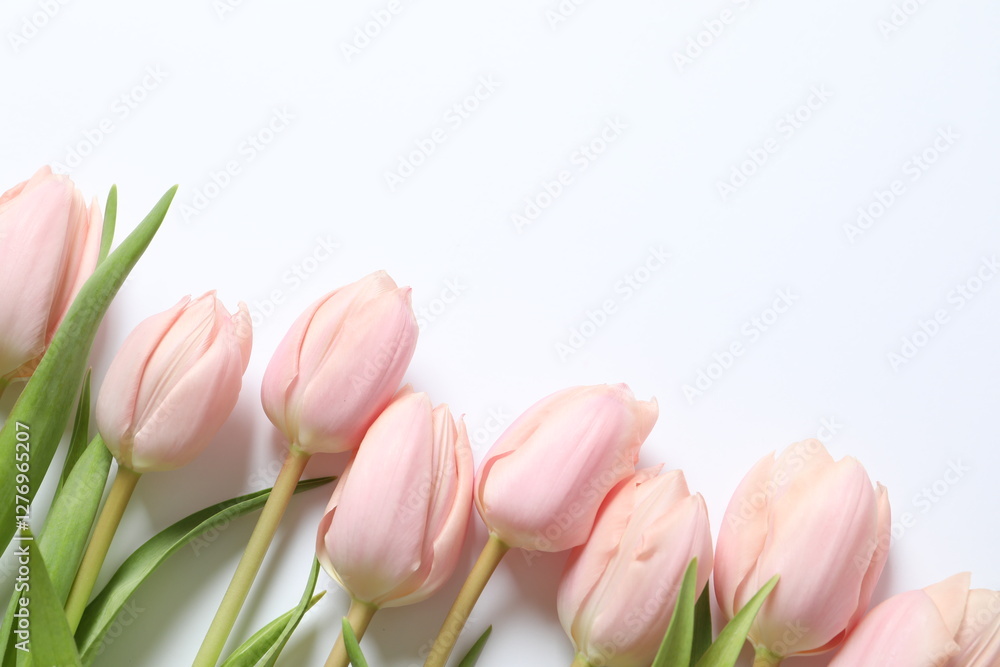 Beautiful fresh tulips on white background Beautiful fresh tulips on white background