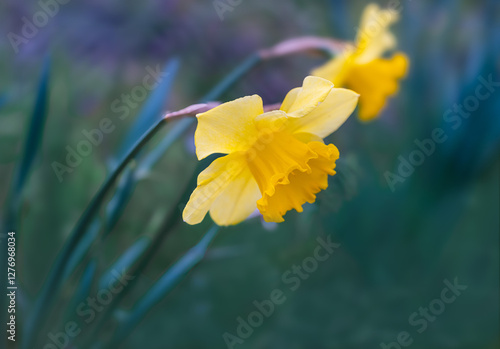 Fiori primaverili, narcisi , macro
