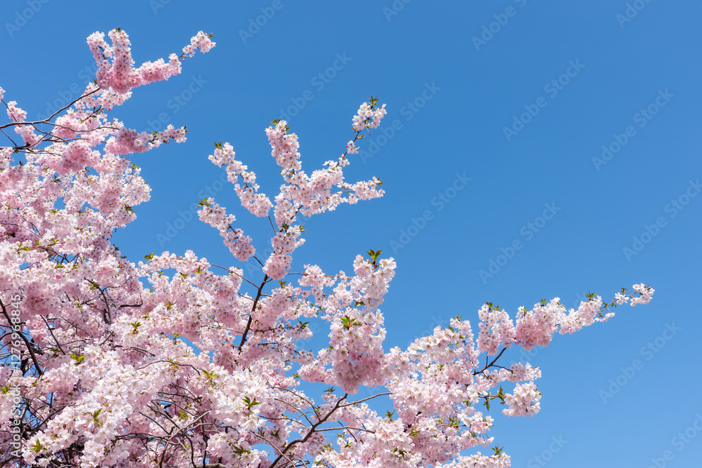 Beautiful cherry blossom in spring