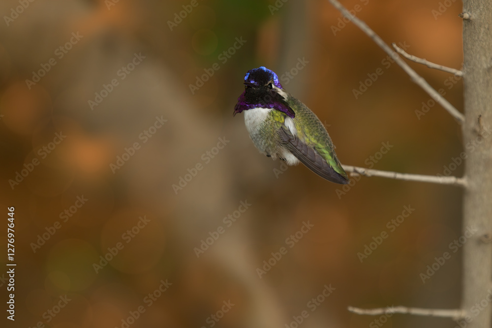 Obraz premium Costa's hummingbird, Calypte costae, Arizona.