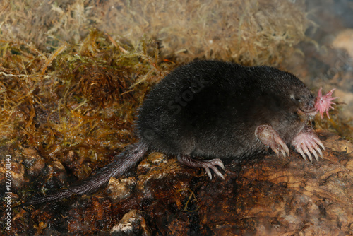 Star-nosed mole, Condylura cristata, taken in Minnesota,.