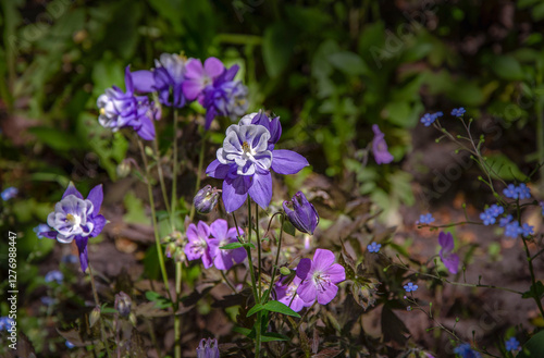 Blooming blue columbine and other garden flowers illuminated by the sun in the garden.