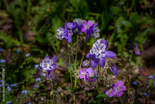 Blooming columbine and other garden flowers illuminated by the sun in the garden.