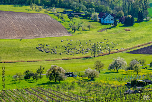 Schafe bei Büschlehof am Derdinger Horn