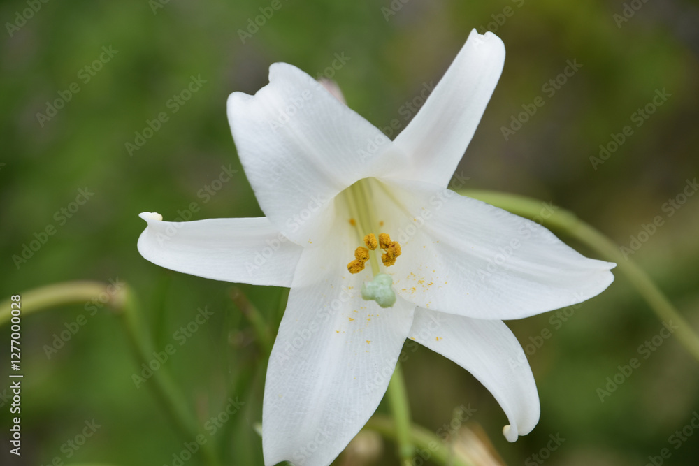 Fototapeta premium Looking into the Center of a Flowering Trumpet Lily