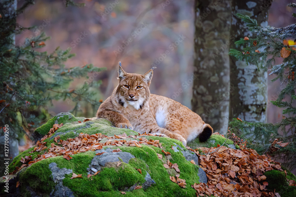 Fototapeta premium Male lynx lying on the rock in the forest in Bayerischer Wald