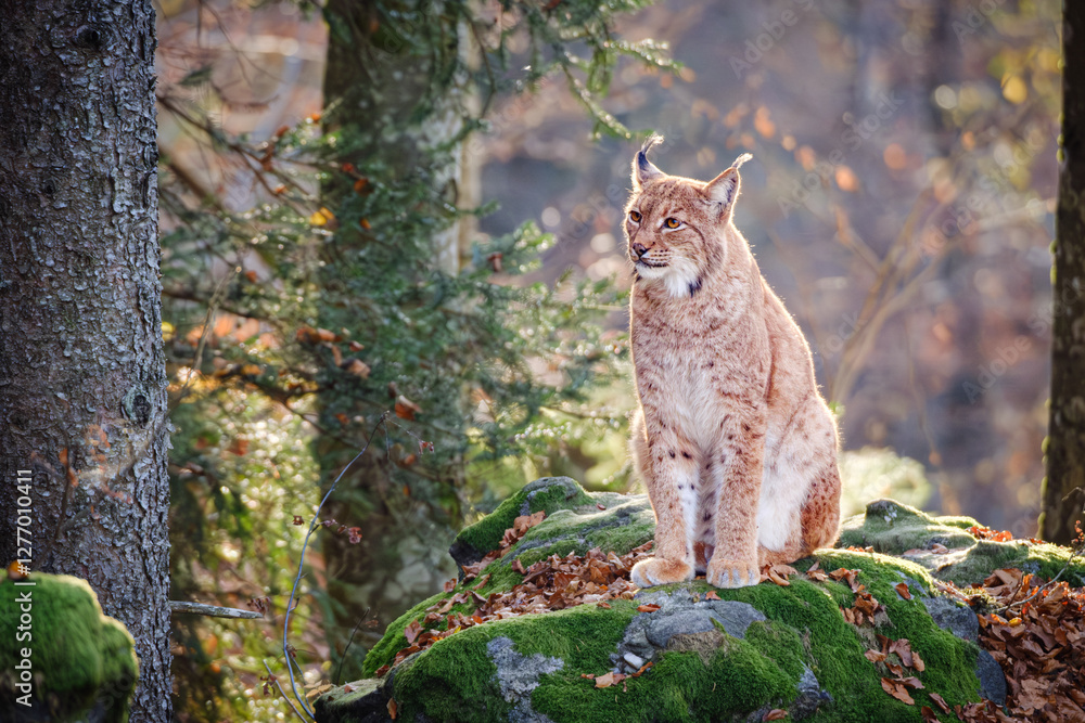 Fototapeta premium Male lynx sitting on the rock in the forest in Bayerischer Wald