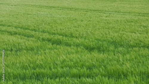 Green ripening barley in cultivated field moved by wind on rainy and windy spring day - real time, natural background. Topics: agriculture, natural environment, season, weather, nature