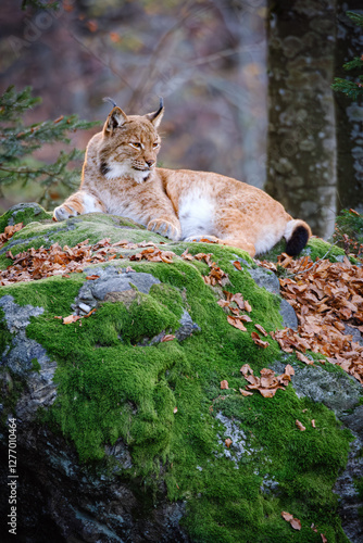 Male lynx lying on the rock in the forest in Bayerischer Wald