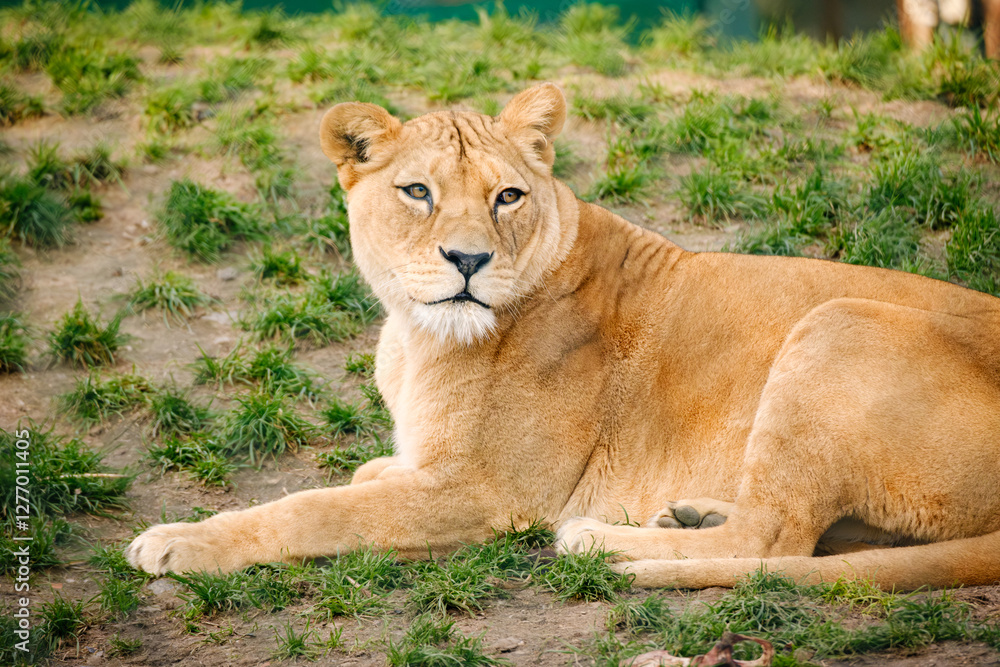 female lion lying on the ground female lion lying on the ground
