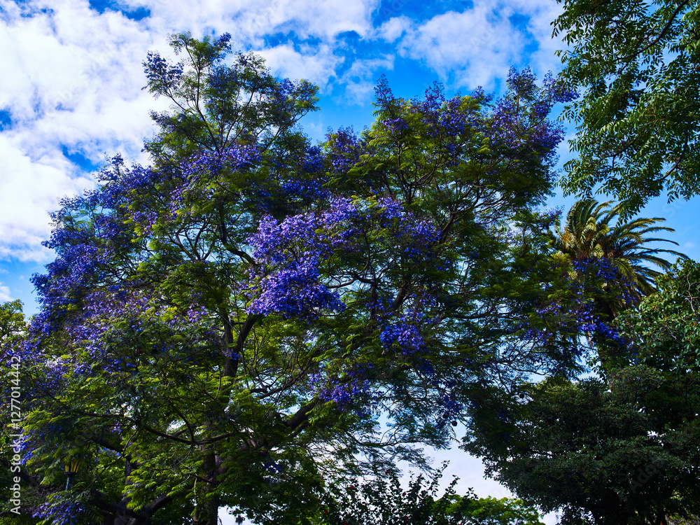 Fototapeta premium Bougainvillea, flowers and trees beautify the city of Colonia Del Sacramento, Uruguay
