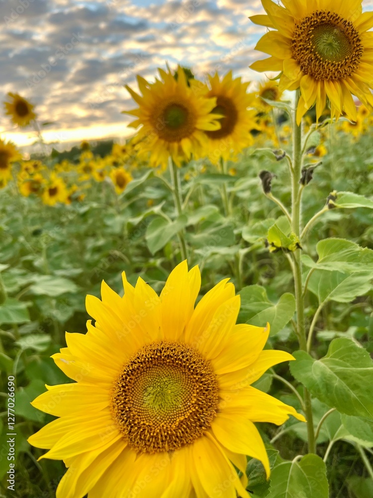 Naklejka premium Sunflower field in summer